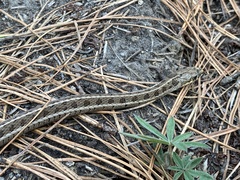 Thamnophis scalaris