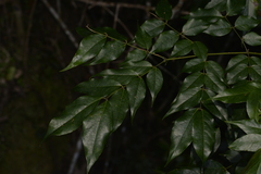 Archidendron grandiflorum