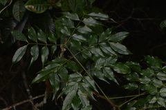 Archidendron grandiflorum