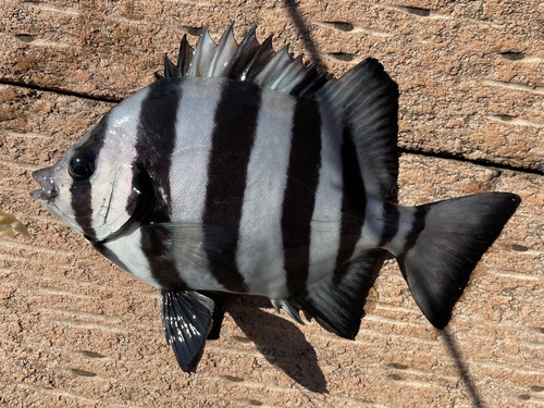 Barred knifejaw (Oplegnathus fasciatus) — Oplegnathidae — 2