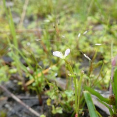 Stylidium despectum