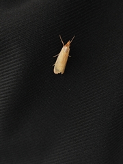 Syntonarcha iriastis