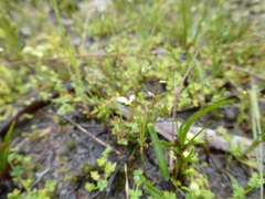 Stylidium despectum