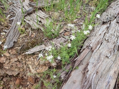 Stellaria pungens