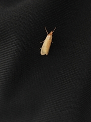 Syntonarcha iriastis