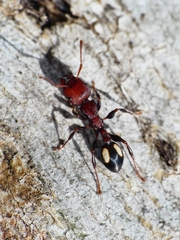 Podomyrma adelaidae