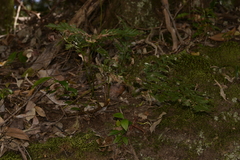 Davallia solida