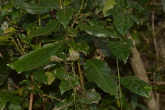 Schizomeria ovata
