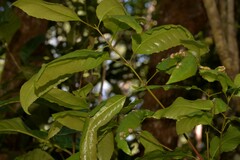 Schizomeria ovata