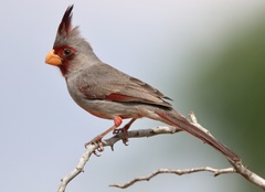 Cardinalis sinuatus