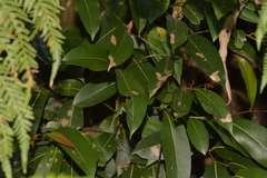 Cryptocarya microneura