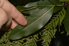 Cryptocarya microneura