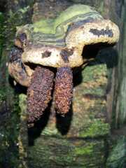 Phylloporia