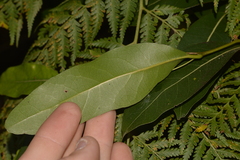 Cryptocarya microneura