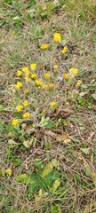 Crepis vesicaria