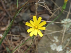 Hieracium venosum