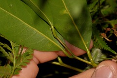 Cryptocarya microneura