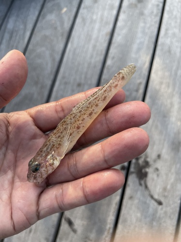 Chinwhisker goby (Sagamia geneionema) — Gobiidae — 3