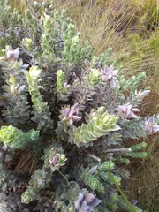 Xiphotheca fruticosa