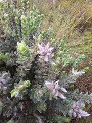 Xiphotheca fruticosa