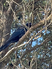 Eudynamys orientalis