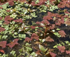 Xanthocnemis zealandica