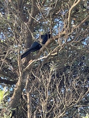 Eudynamys orientalis