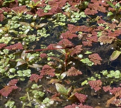 Xanthocnemis zealandica