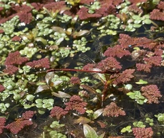 Xanthocnemis zealandica