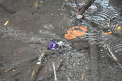 Metopograpsus latifrons