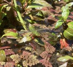 Ischnura aurora aurora