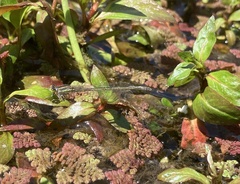 Ischnura aurora aurora