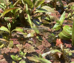 Ischnura aurora aurora