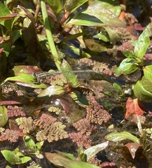 Ischnura aurora aurora