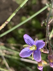 Heliophila linearis
