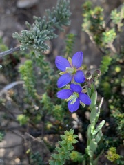 Heliophila linearis
