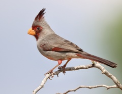 Cardinalis sinuatus