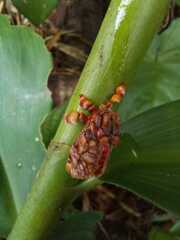 Phobetron hipparchia