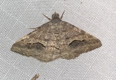 Frederickia s-signata