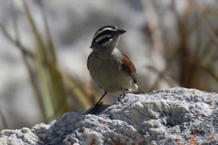 Emberiza capensis
