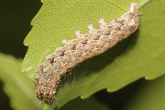 Austramathes purpurea