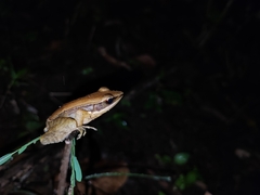 Indosylvirana