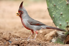 Cardinalis sinuatus