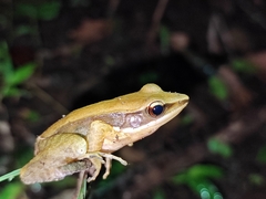 Indosylvirana