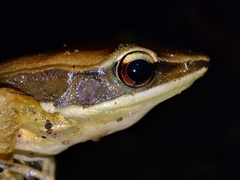 Indosylvirana