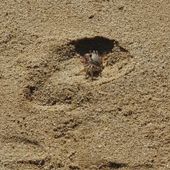 Ocypode occidentalis