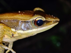 Indosylvirana