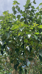Mallotus paniculatus
