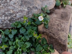 Veronica oligosperma
