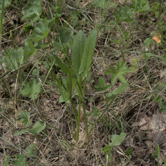 Rumex acetosa